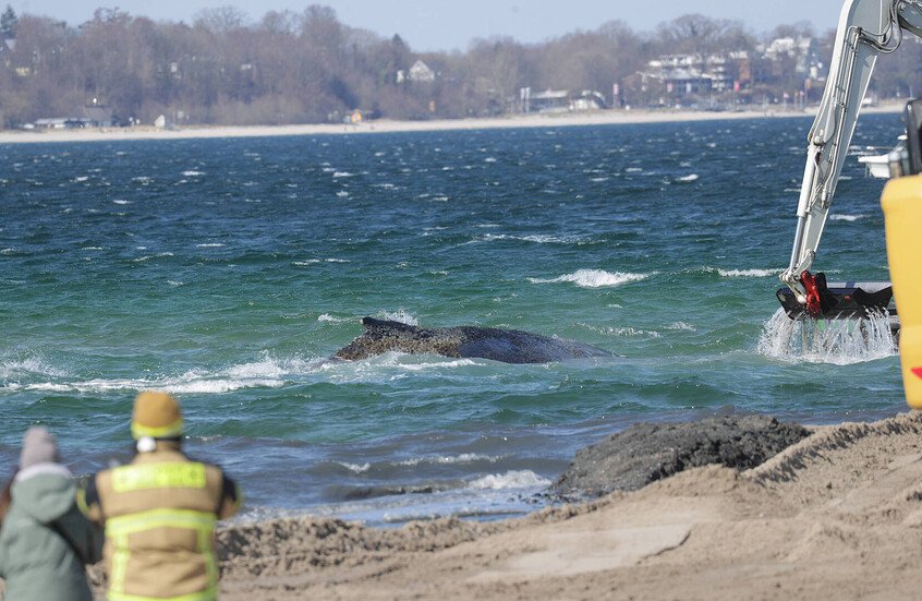 بعد أيام من محاولات إنقاذه.. حوت أحدب يعود إلى المياه المفتوحة قبالة السواحل الألمانية