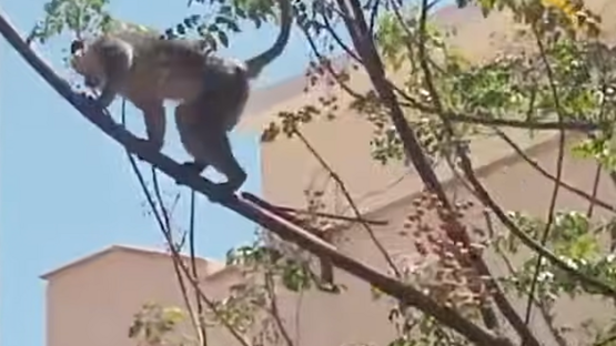 مصر.. فيديو القرد “لولو” الهارب يشعل مواقع التواصل