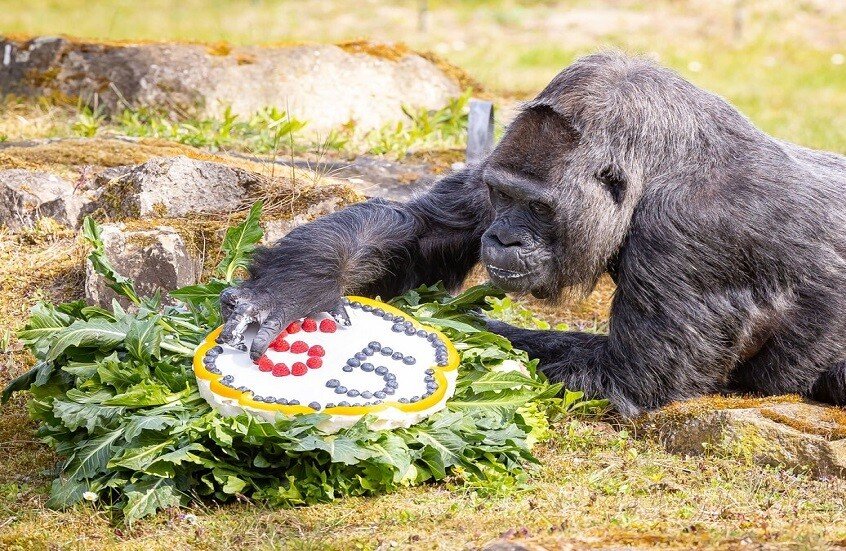 أكبر غوريلا سنا في العالم تحتفل بعيد ميلادها الـ69 في برلين