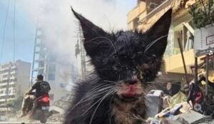 ضحايا صامتة!