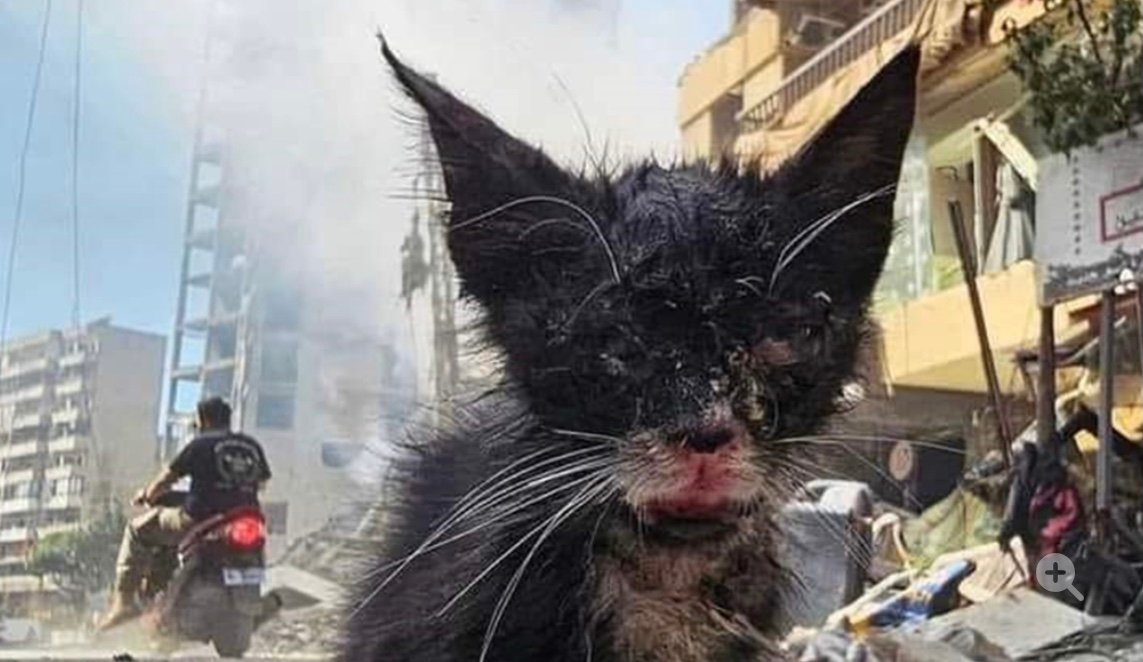 ضحايا صامتة!